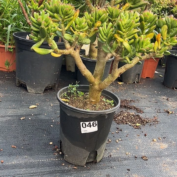 046号招财猫不带盆