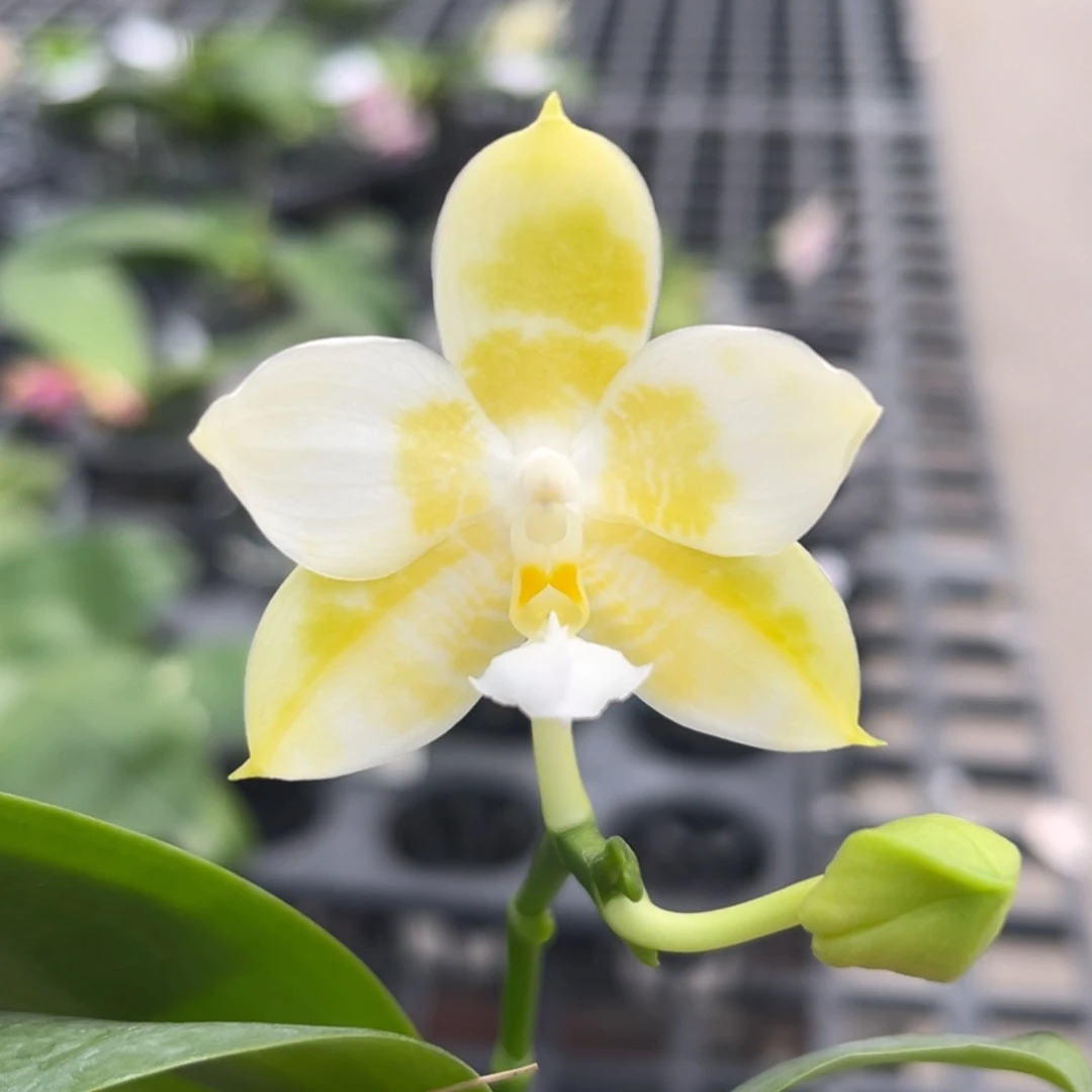 完全开放yw08开花株01号
