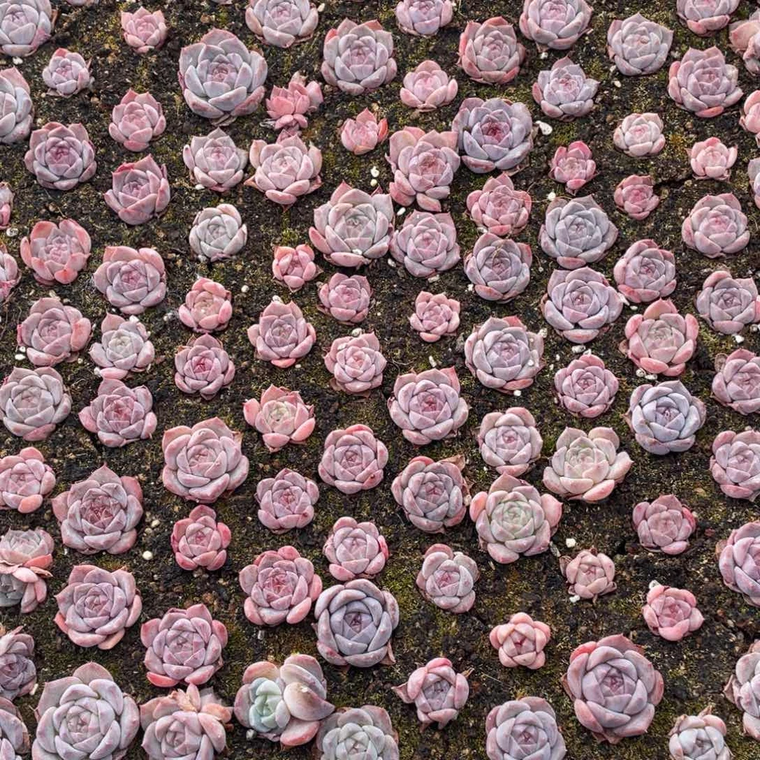 云糖心多肉植物652