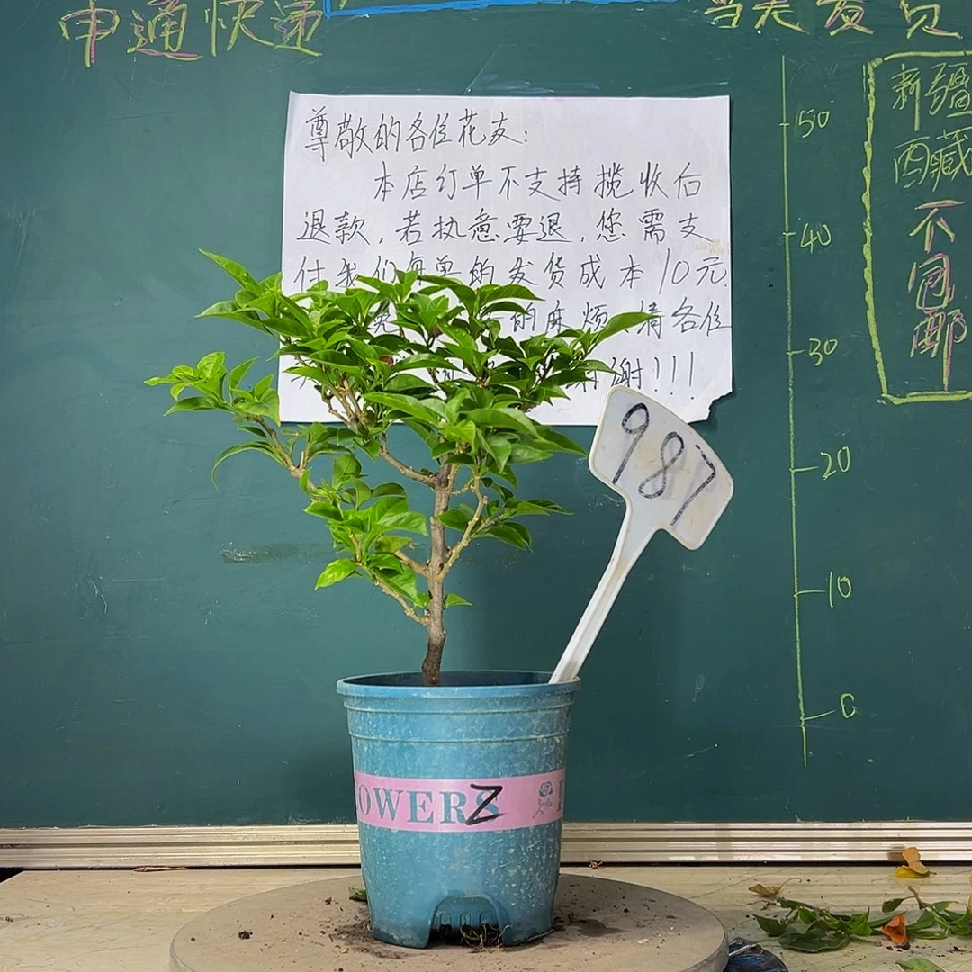 当前无花栽培后可以开花 紫桑巴  987