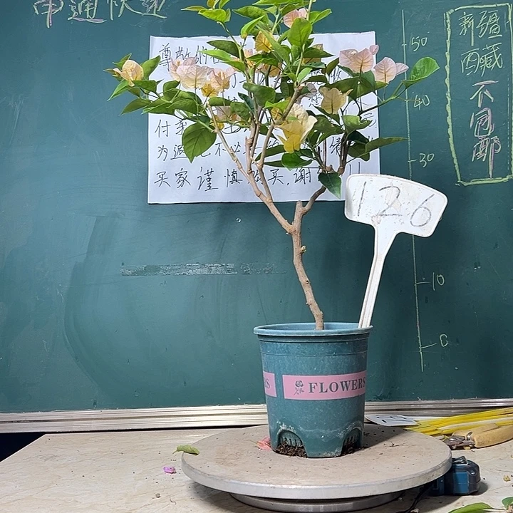 当前无花栽培后可以开花黄玫瑰 126