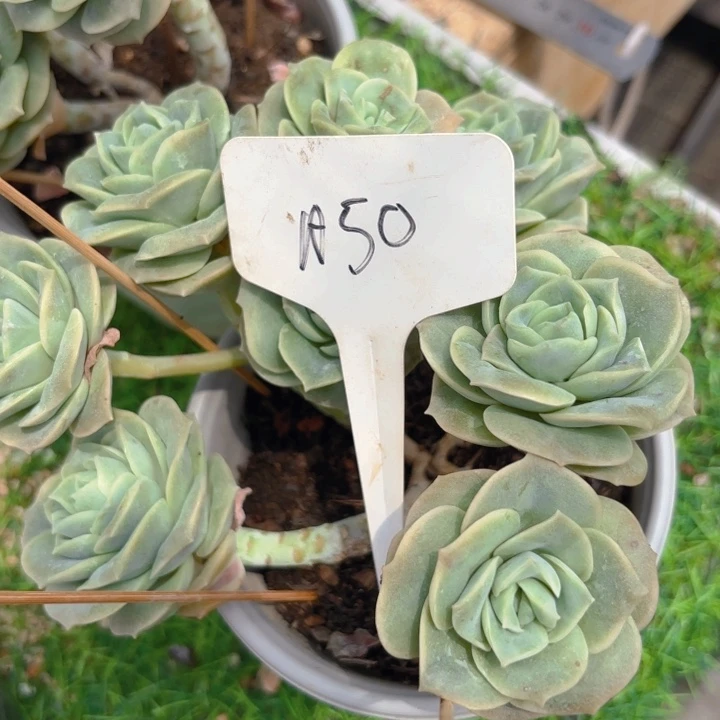 用***1无花朵我的小可爱们都好可爱