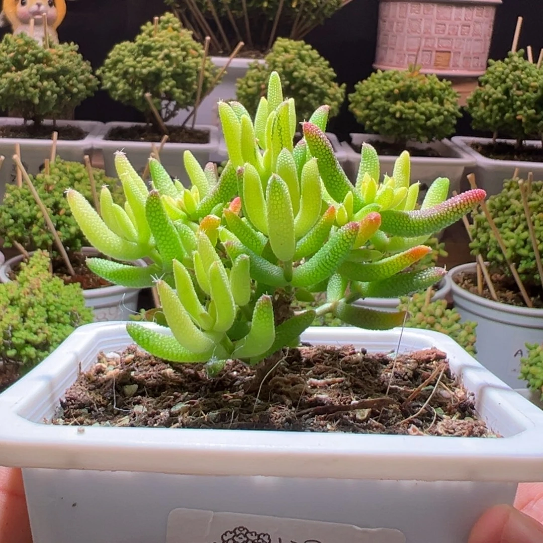 221玉米锦一物一拍带盆土发货