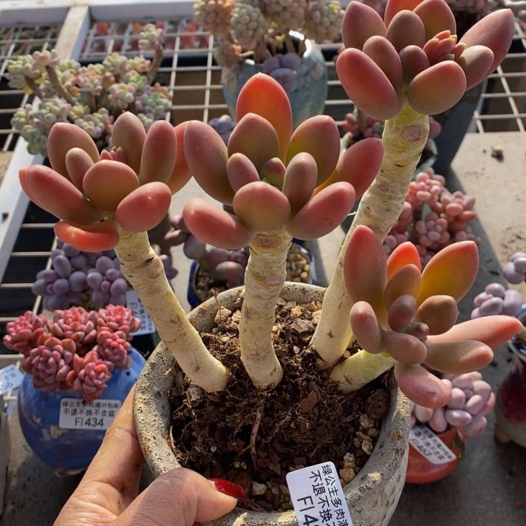 金蟾484/13cm多肉