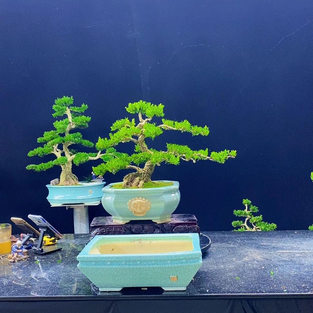 无花朵黄杨盆景造型