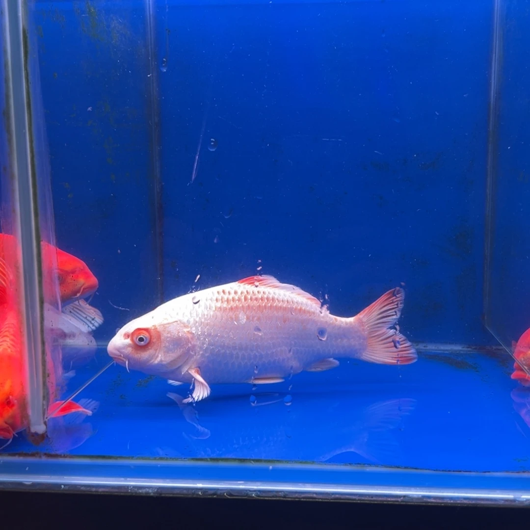 陳***.海水鱼白瓜20公分。鹰嘴