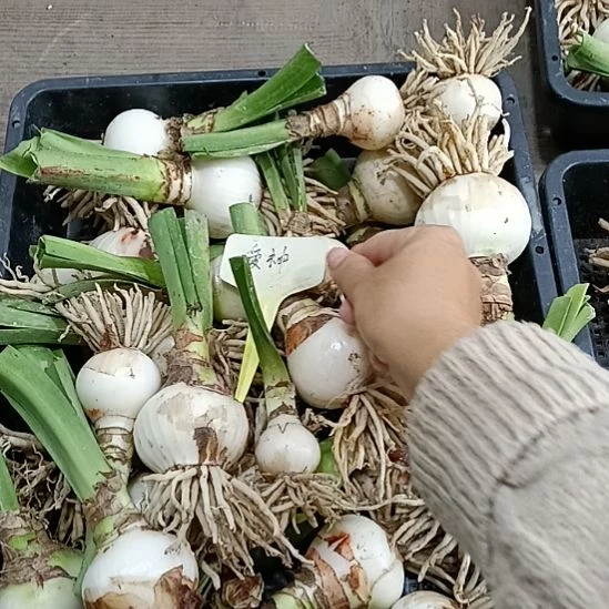 无花朵爱神4-5发一个