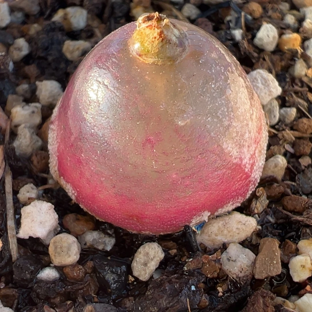 013多肉植物种类多样