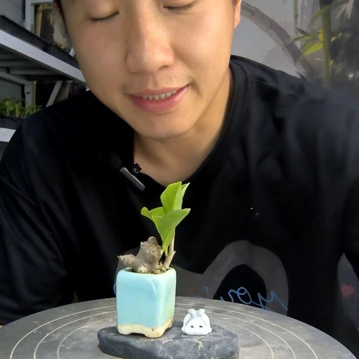 早**富中青园艺一物一拍262