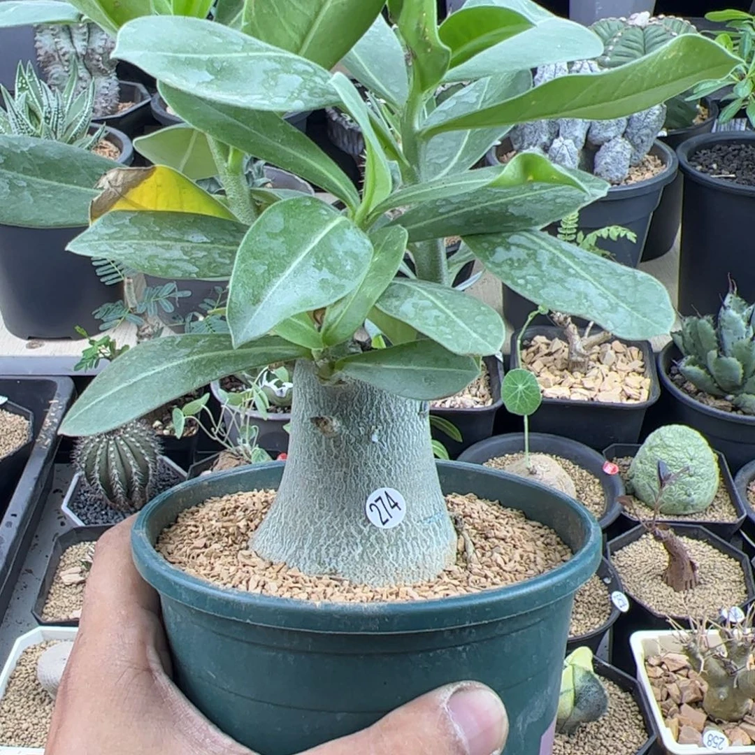 哥斯拉沙漠玫瑰一物一拍