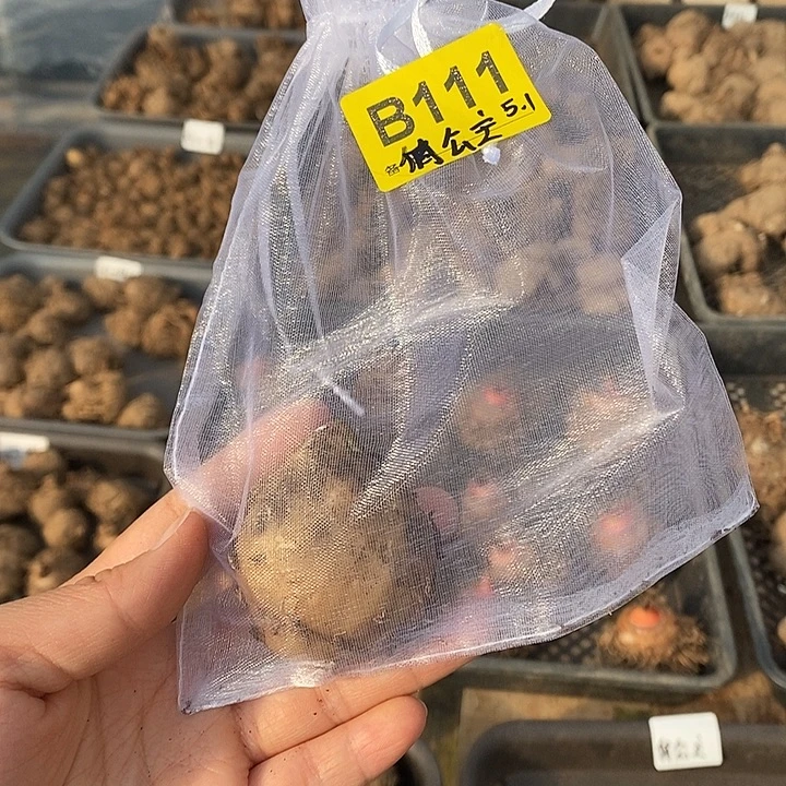 完全开放俏公主B111禁退不售后