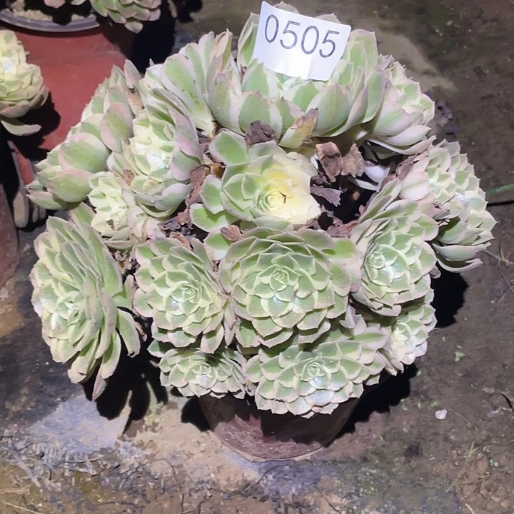 多肉植物法师505孔雀翎
