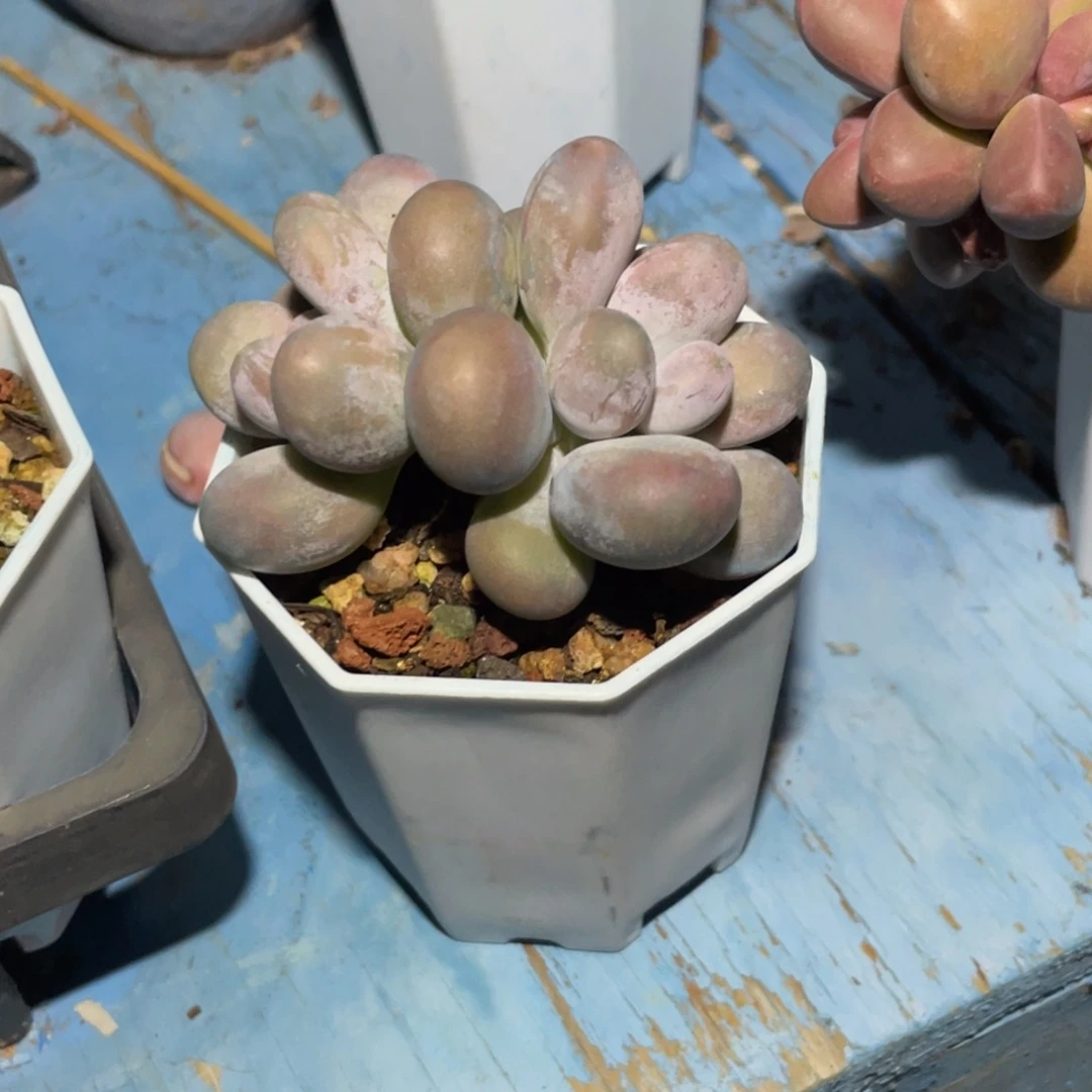 香***草多肉漂亮不退不换