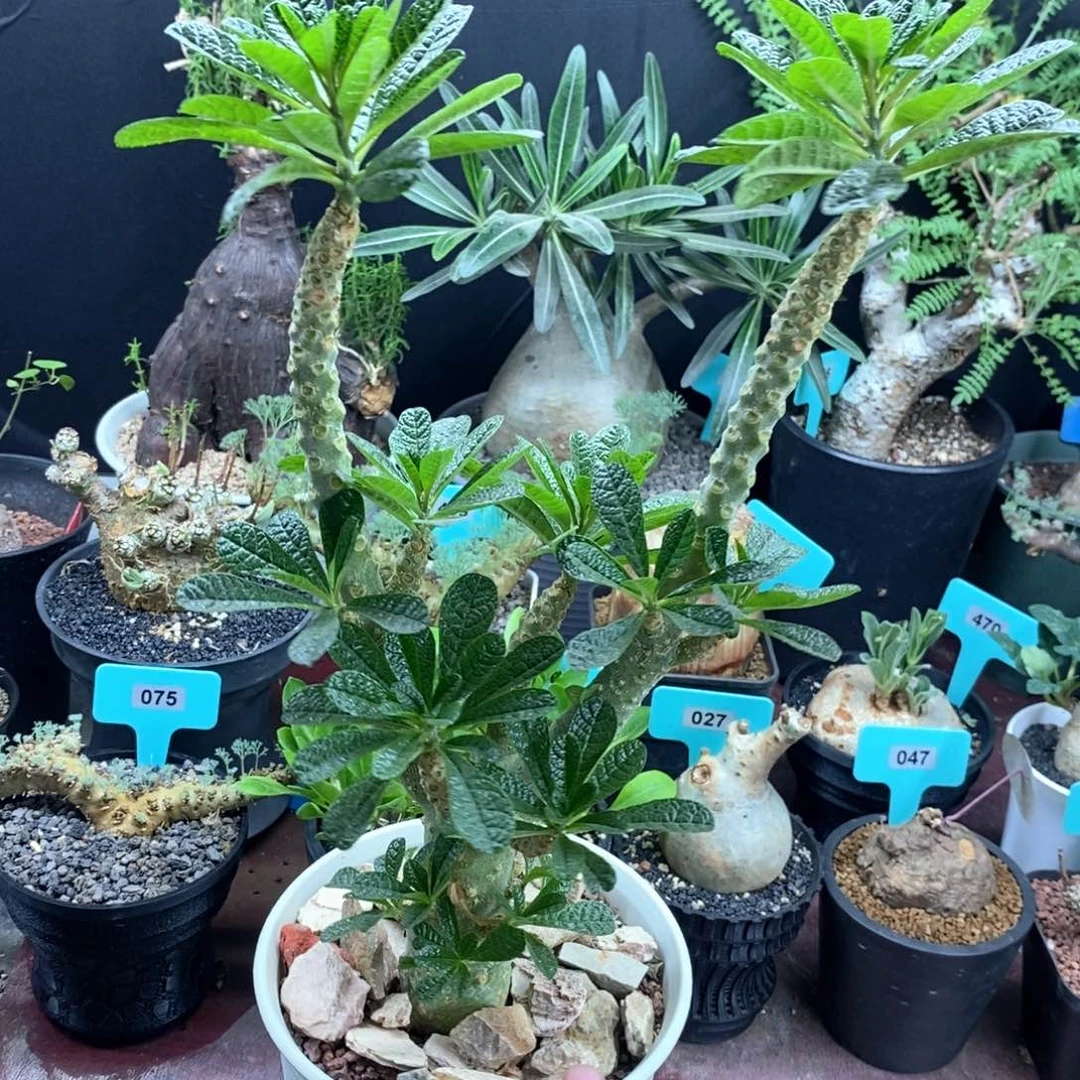巨琉桑多肉植物一个