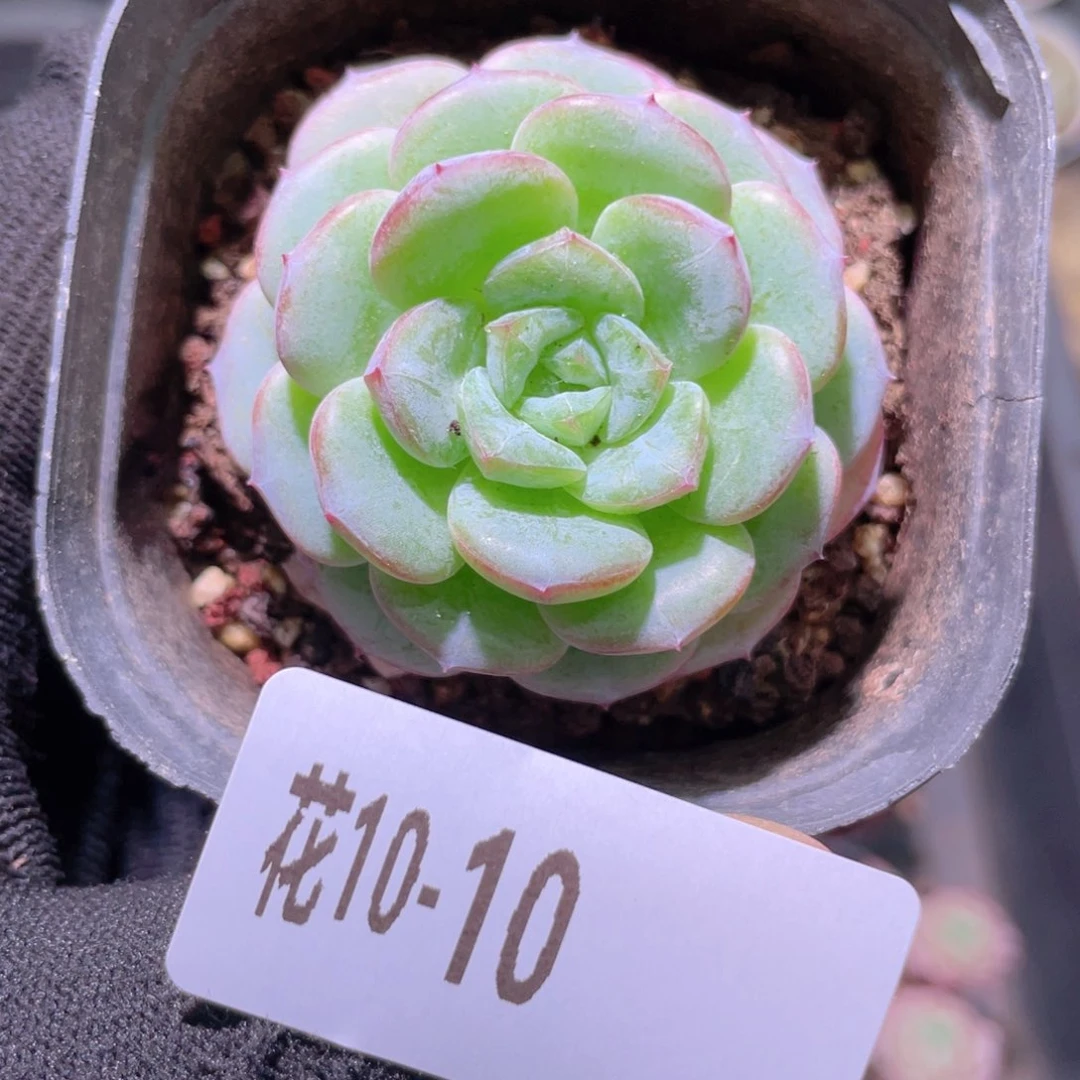 花利美10-10新品