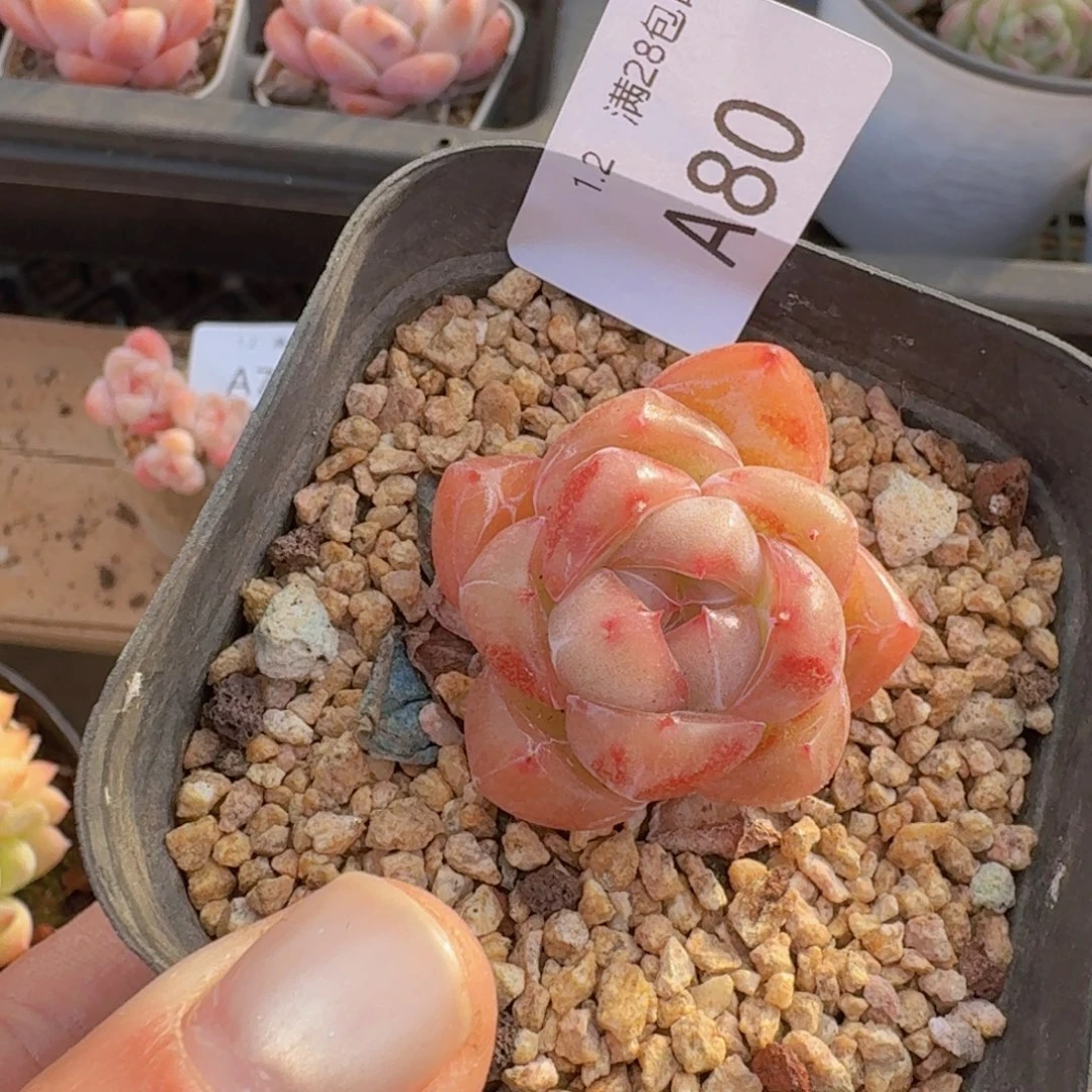 钻石珍妮一颗带盆发