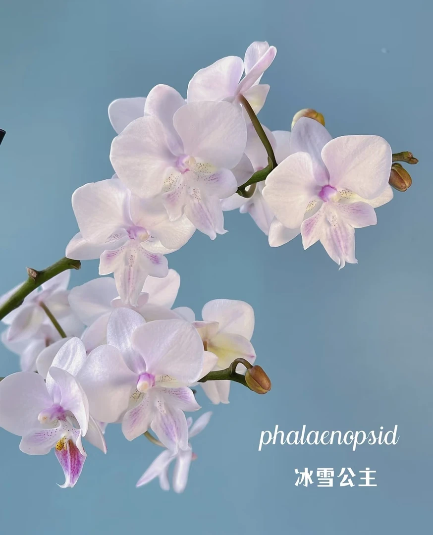 洁白无瑕《冰雪公主》带剑2.8寸杯/苗子发货不带花/凑满两颗包邮