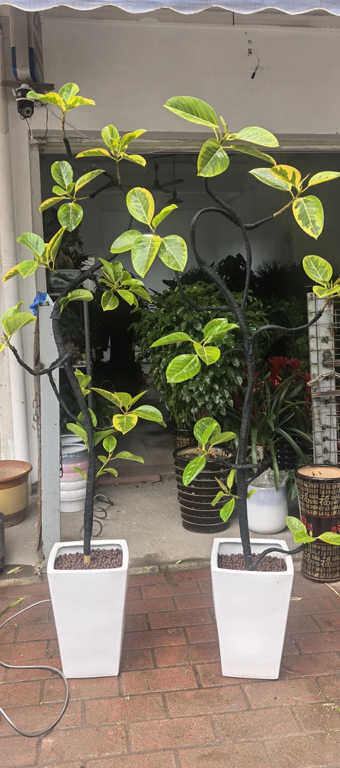 .*金叶琴叶榕：自然界的黄金艺术品