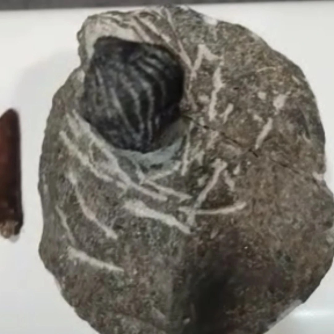 阿贝力和三叶礼品