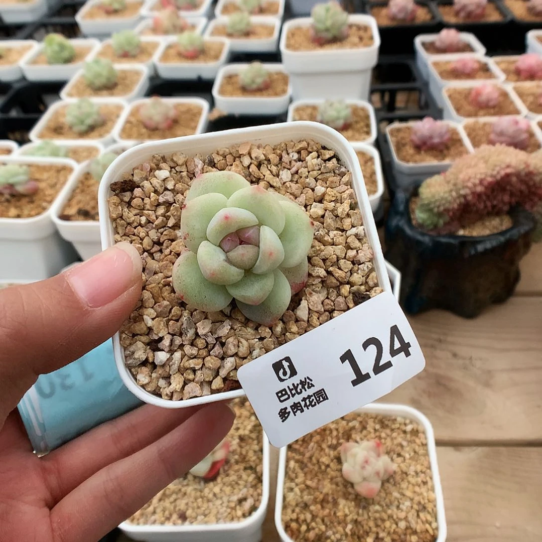 泡**.124冰玉石化多肉植物