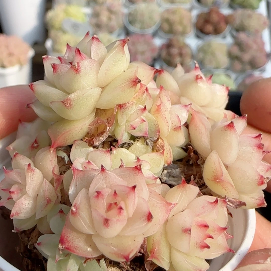 【闪购商品】0118-146