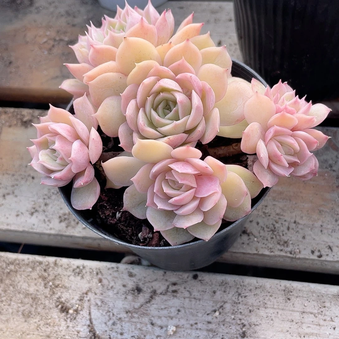 0406  昂斯诺 六月六