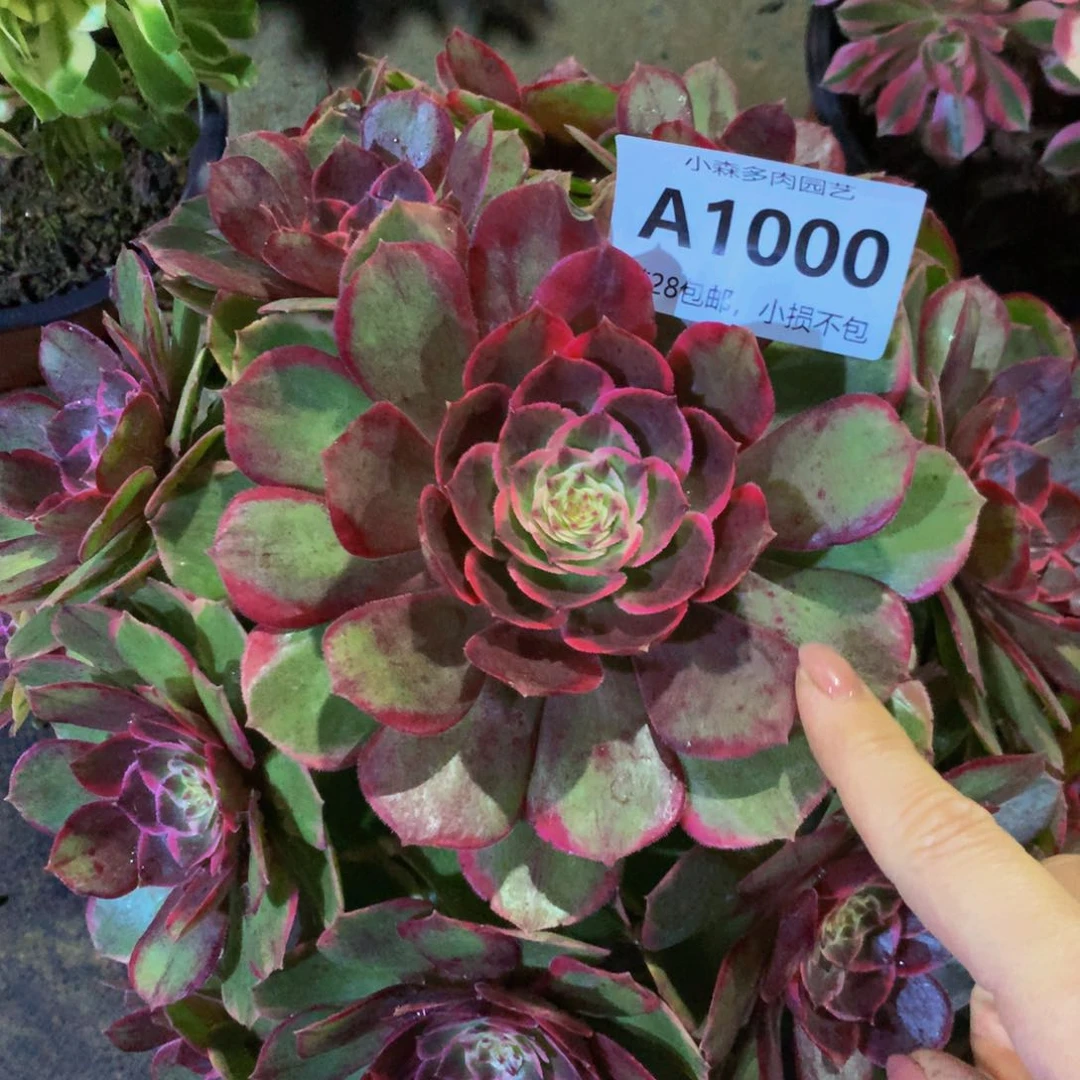 落*10000粉花妖888888888