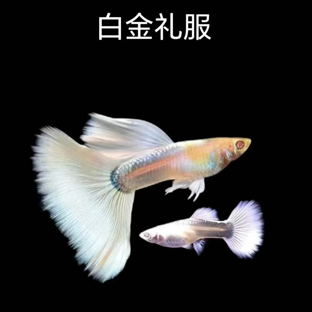 【白金礼服】孔雀鱼小型热带观赏鱼带肚小孕母白云新手