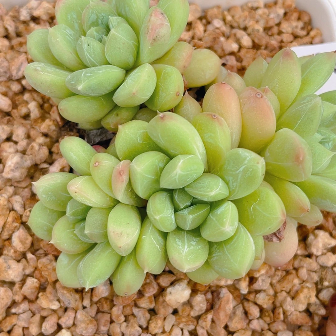 462。百搭翡翠。