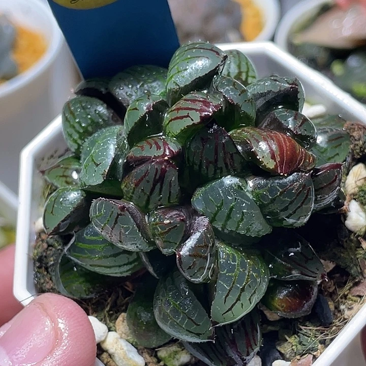 717綴化魔界特選福利