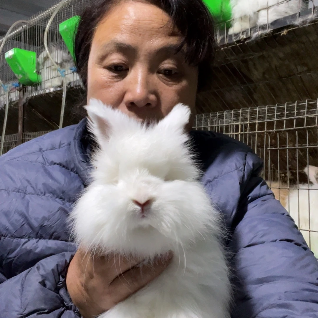 宠物兔英系安哥拉兔