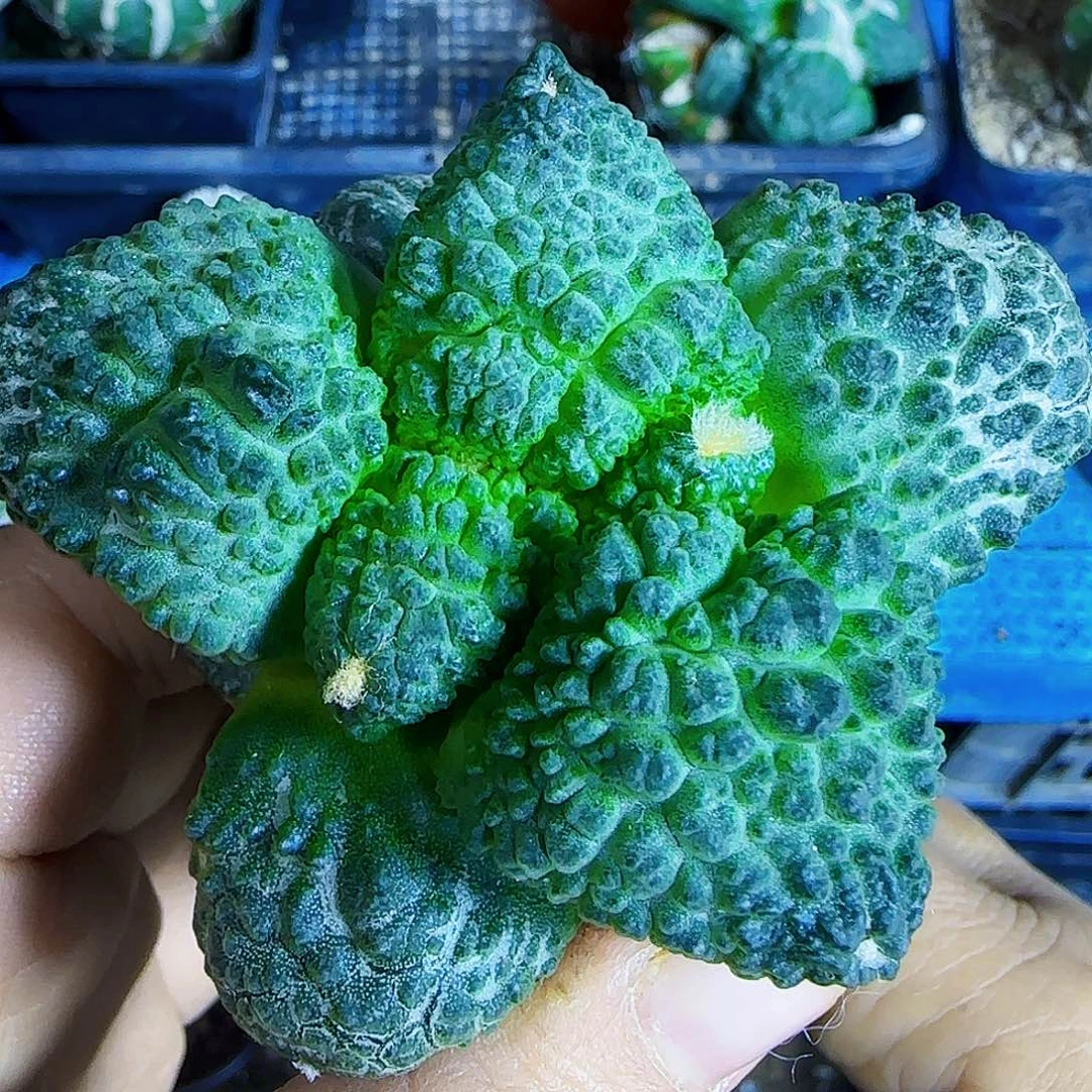 龟甲牡丹610仙人球开花