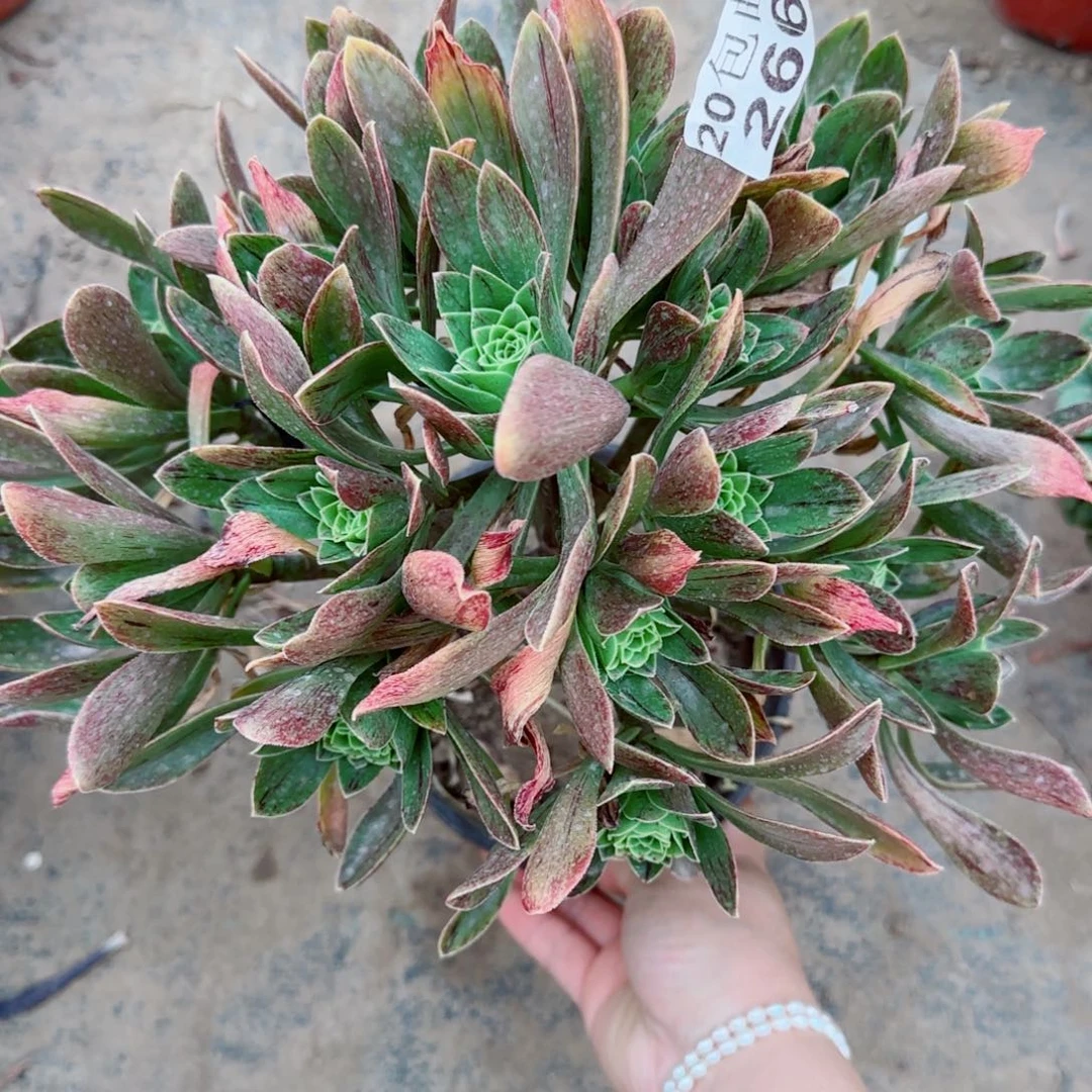 圣诞节多肉266满20包邮断枝不包