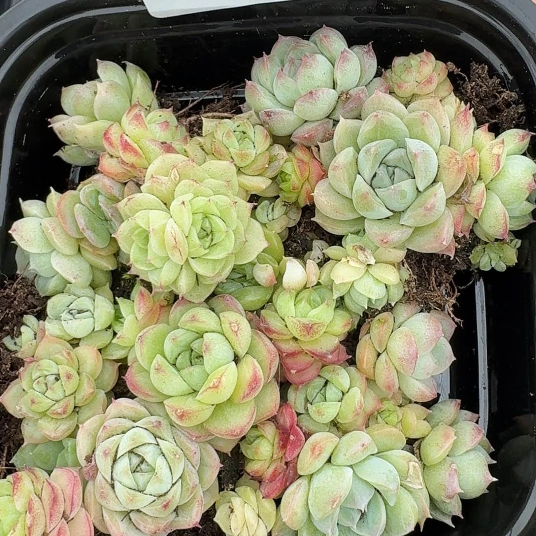 杂交新品珍妮多肉1904