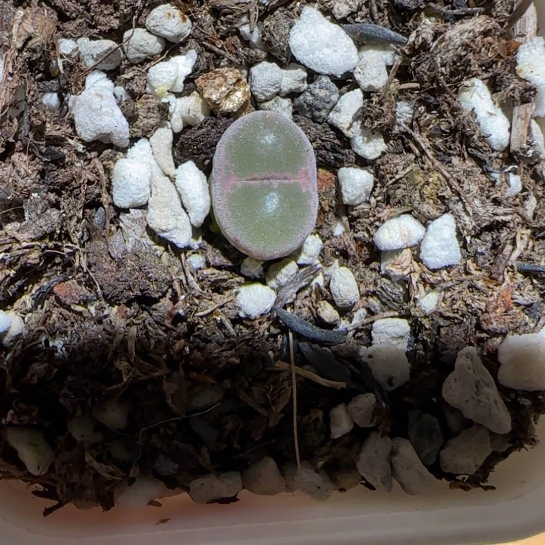 肉锥多肉植物组合-安格452