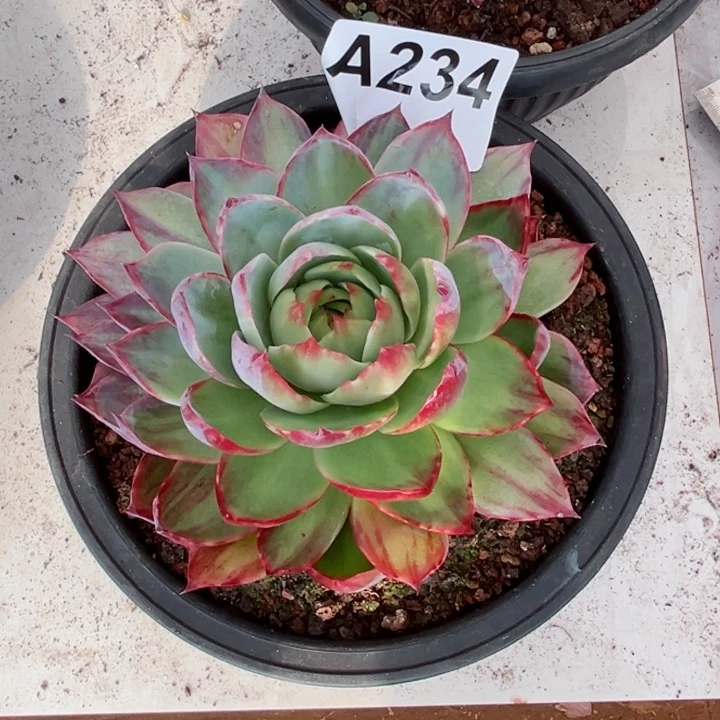 梦***虹惊鸿仙子多肉植物A234
