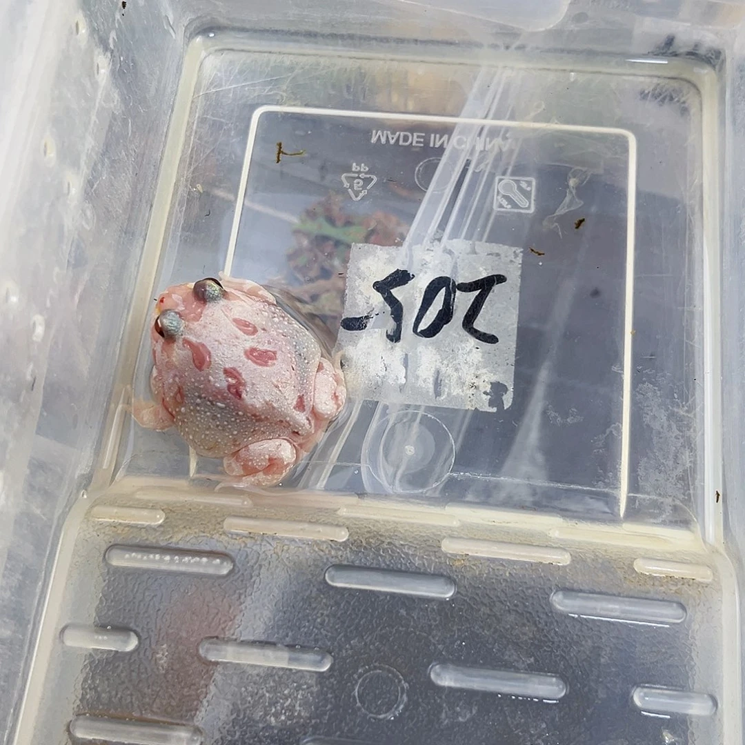 角蛙?**丸4122355555555