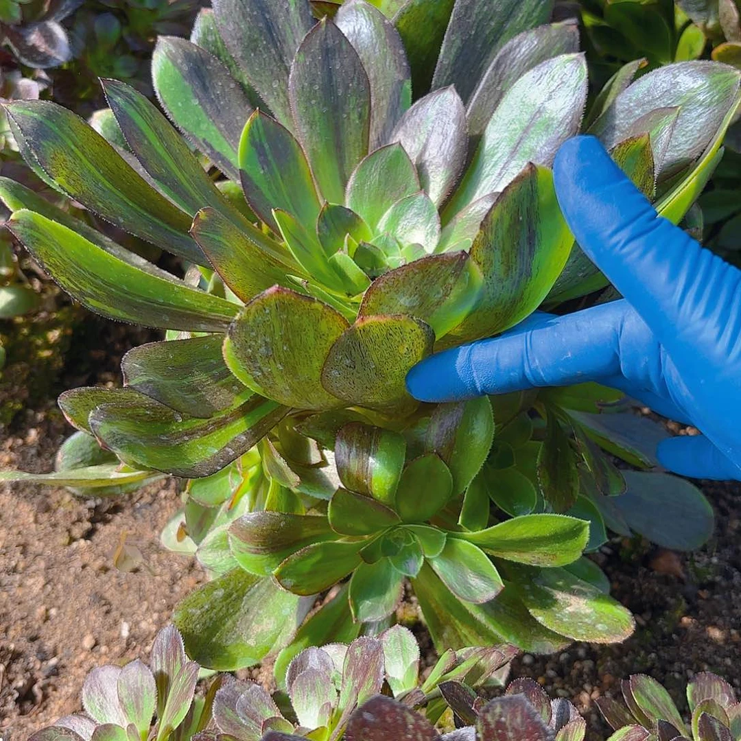 花斑路手捧多肉植物