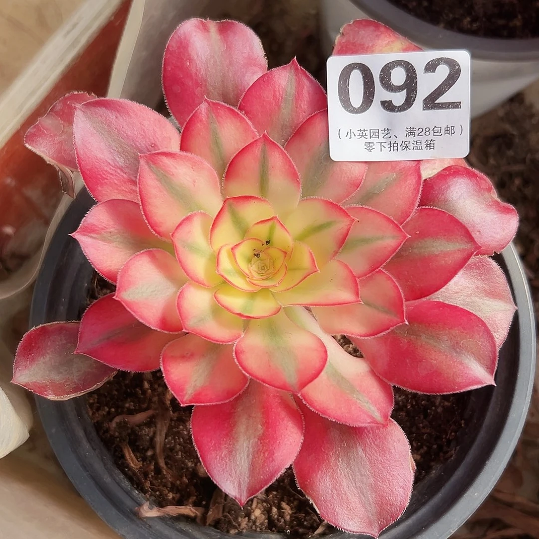 多肉植物092爱丽丝