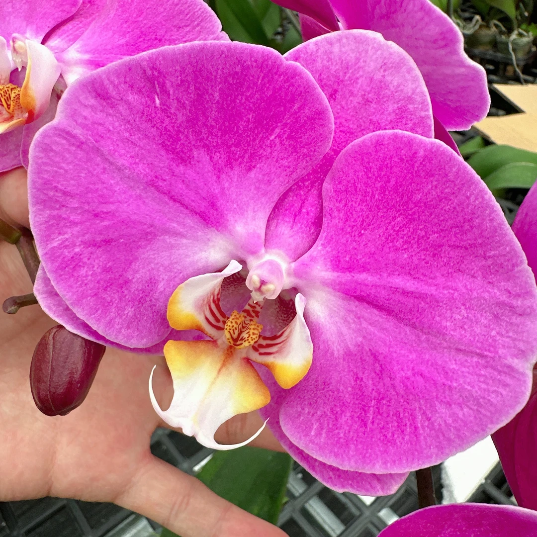 南汐蝴蝶兰【粉宝图】粉花系开业婚庆热宠品种 带花发货