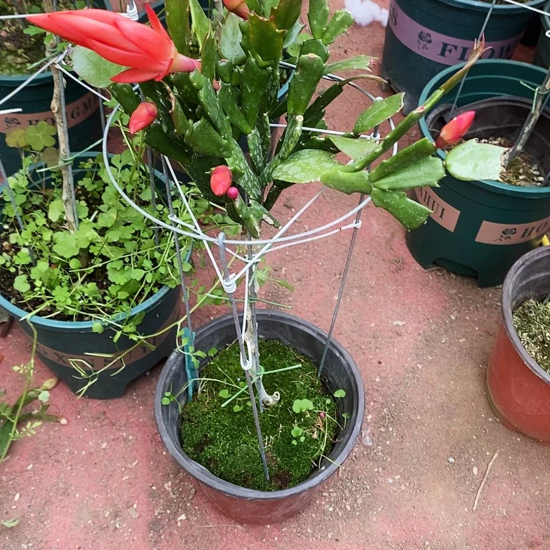 盼***望完全开放福利款单层