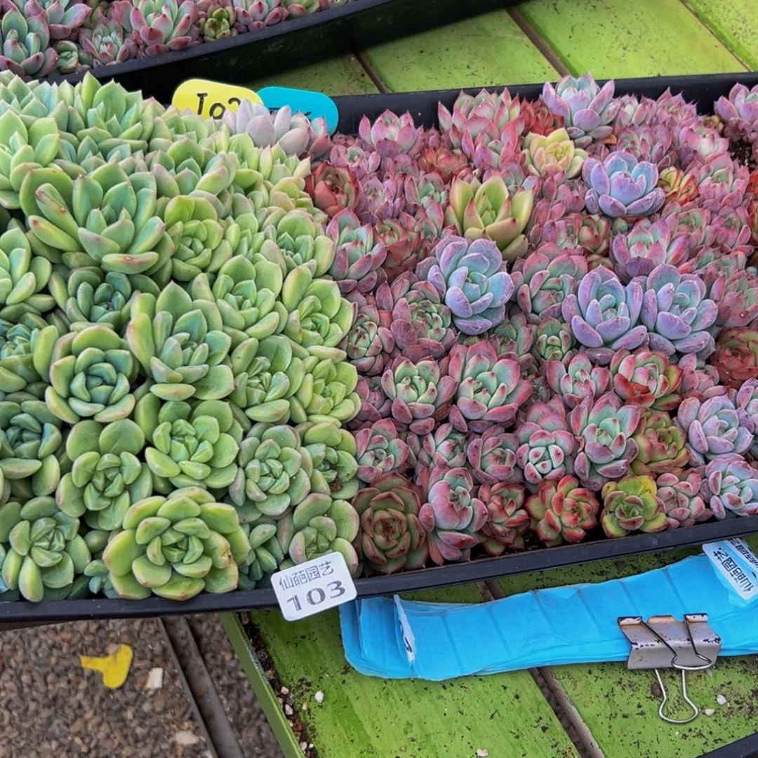 玉***月103的人都在用这个词了