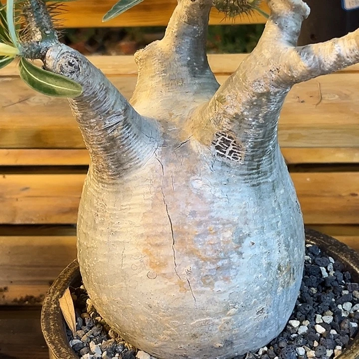 潮流植物象牙宫帅