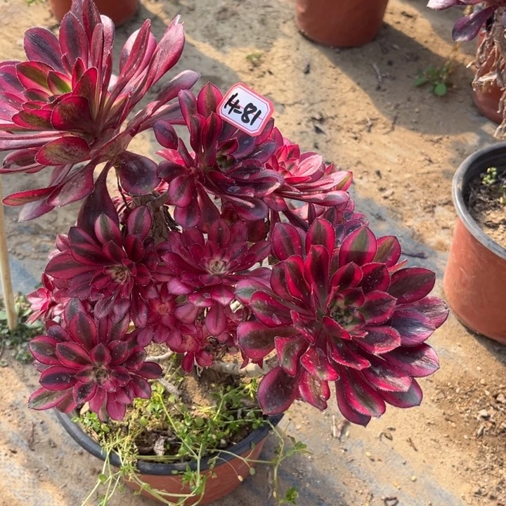 14-81香奶奶不周正处理不售后多肉