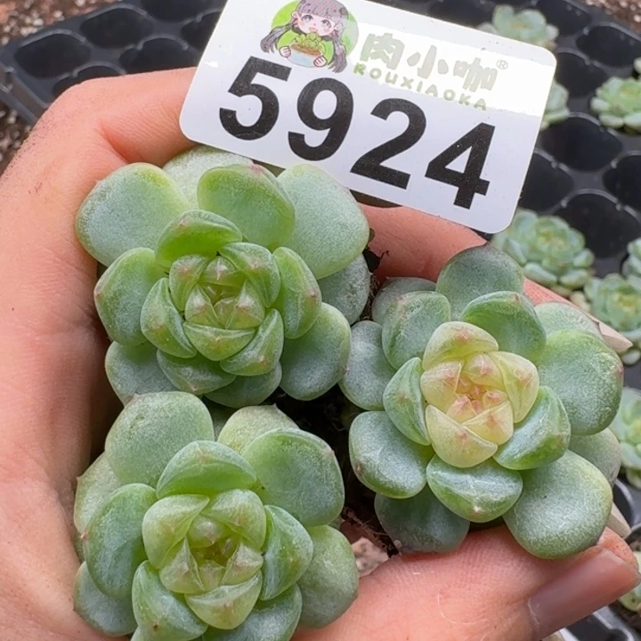 多肉植物多肉植物
