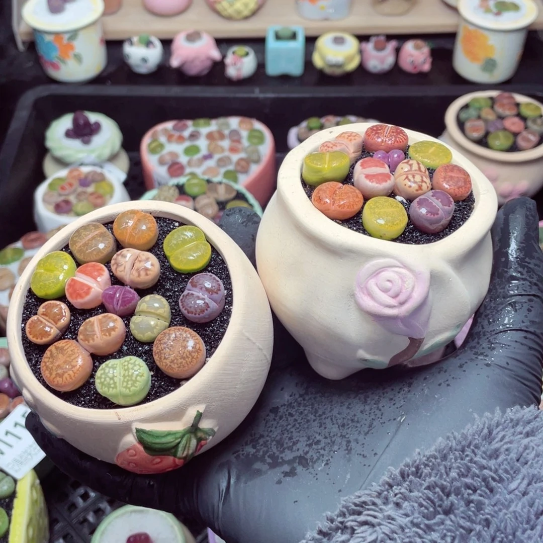 w1123--带盆土发货，零下地区拍保温箱