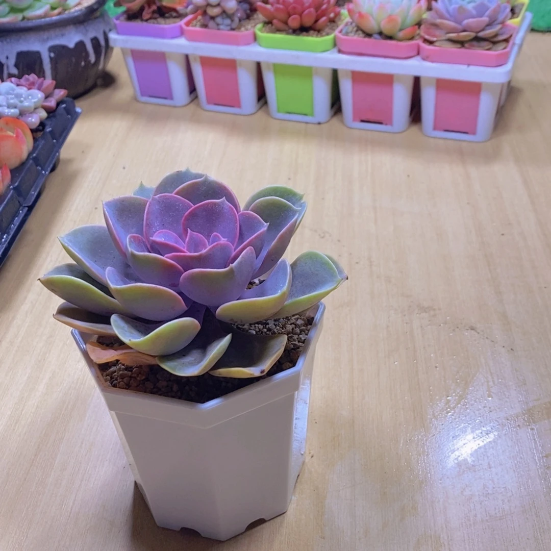 无花朵多肉植物紫珍珠90