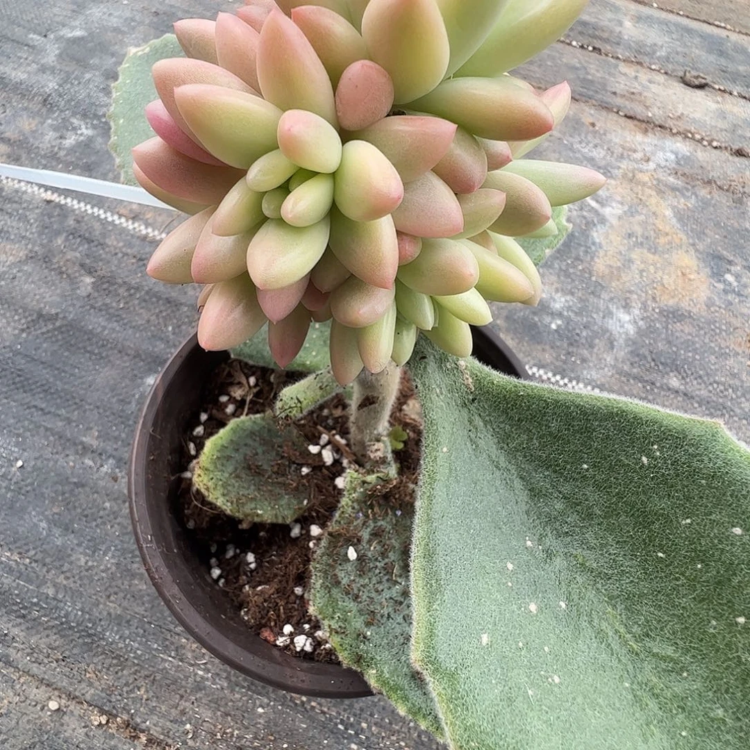 今***时多肉植物多肉植物