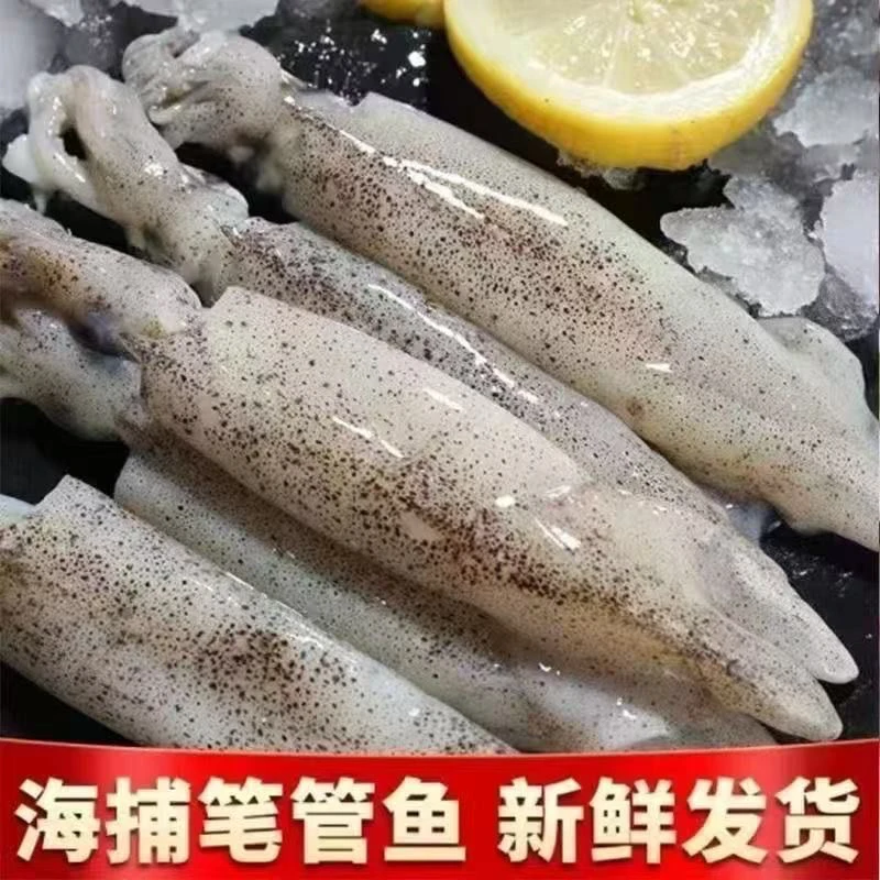 新鲜笔管鱼无籽海兔鲜活小鱿鱼火锅食材商用宝宝补钙小乌贼鱿鱼