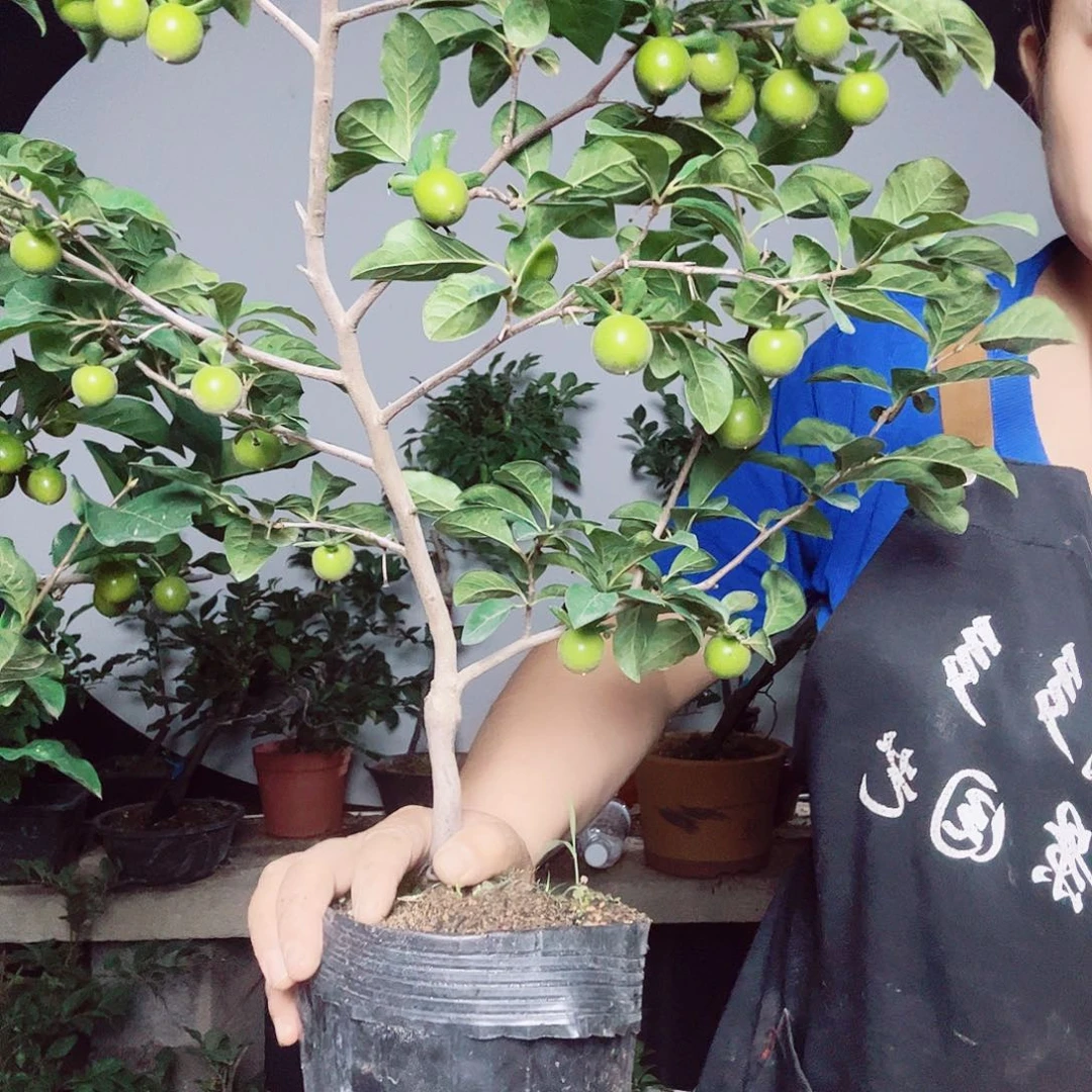无花朵老鸦柿一物一拍